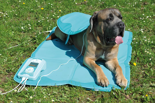 Biomag Lumina VET - Veterinární magnetoterapie pro psy, koně a jiné zvířata